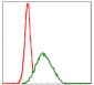 MSH6 Antibody